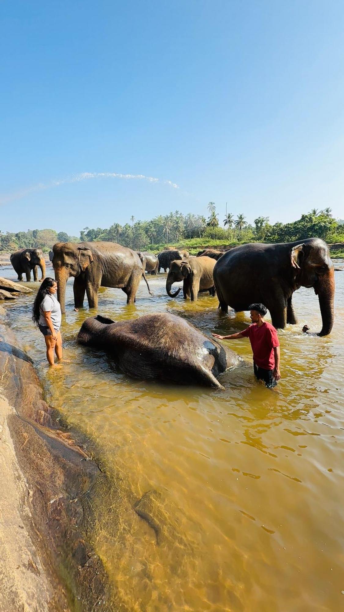 Elepath Lodge- Pinnawala بينافالا المظهر الخارجي الصورة